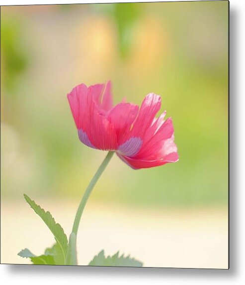 Macroworld_ Metal Print featuring the photograph Always Love These Big Poppy's! by Sungi Verhaar