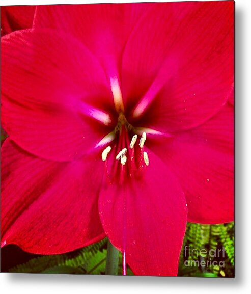 Flower Metal Print featuring the photograph Amaryllis Detail by Denise Railey