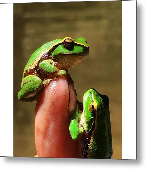 Frogs Metal Print featuring the photograph Amazing Green Frogs Aberfeldy River by Paul Dal Sasso