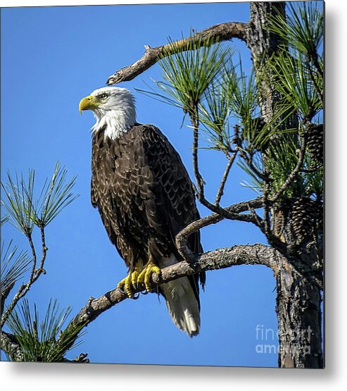 Nature Metal Print featuring the photograph American Bald Eagle - Haliaeetus Leucocephalus by DB Hayes