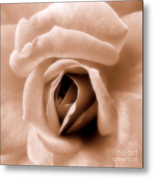 Rose Metal Print featuring the photograph American Beauty by A K Dayton