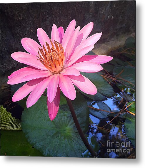 St. Augustine Metal Print featuring the photograph Full Bloom by LeeAnn Kendall