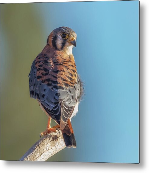 Bird Metal Print featuring the photograph American Kestrel 3 by Angie Vogel