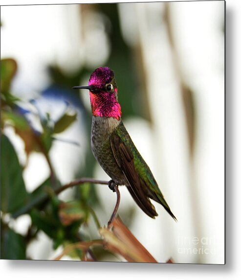 Denise Bruchman Metal Print featuring the photograph Anna's Hummingbird on Alert by Denise Bruchman