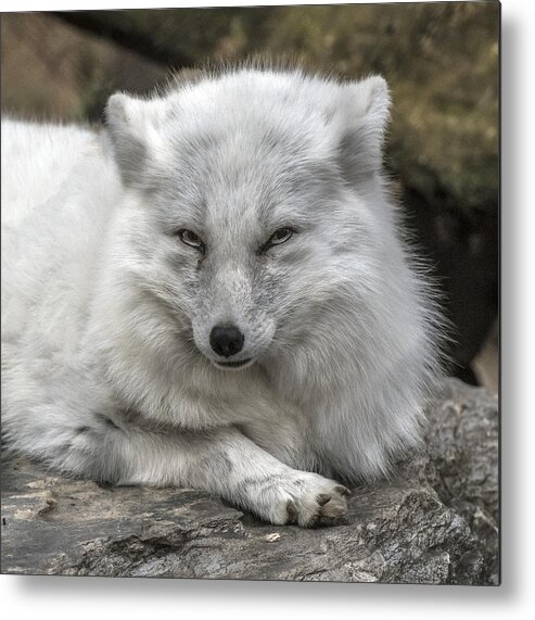 Wildlife Metal Print featuring the photograph Arctic Fox Portrait by William Bitman