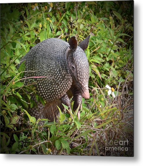 Nose Metal Print featuring the photograph Armadillo and Flower by AnnaJo Vahle