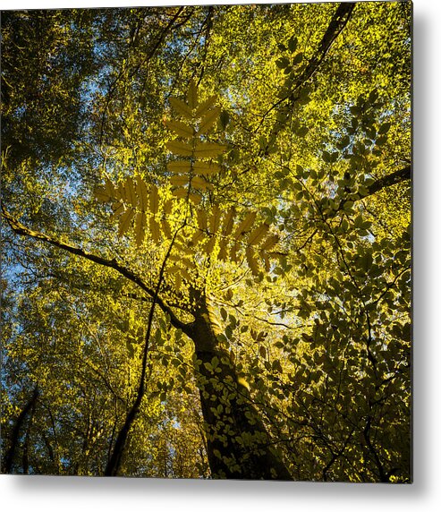 Autumn Metal Print featuring the photograph Autumn colors by Mike Santis