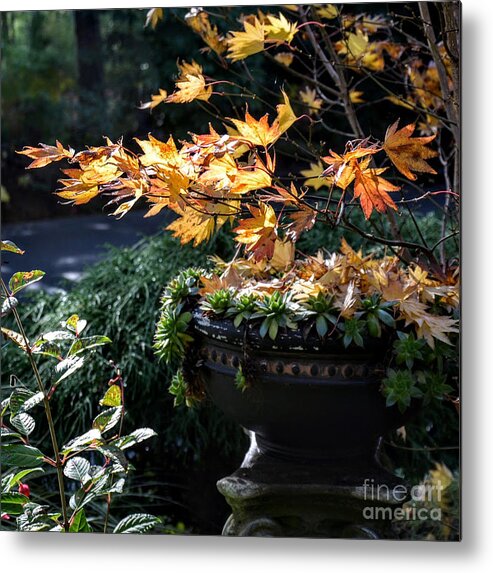 Maple Metal Print featuring the photograph Autumn Maple and Succulents by Tatyana Searcy