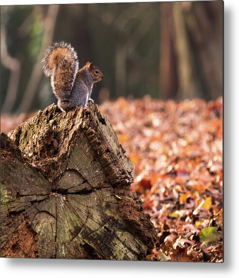 Squirrel Metal Print featuring the photograph Autumn Squirrel 3 Square by Matt Malloy