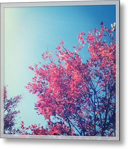  Metal Print featuring the photograph Autumn Trees and Sky by Will Felix