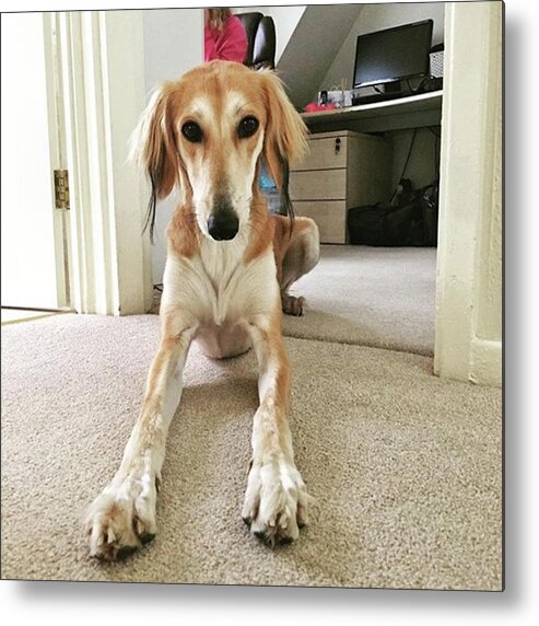 Persiangreyhound Metal Print featuring the photograph Ava On Her First Birthday
#saluki by John Edwards