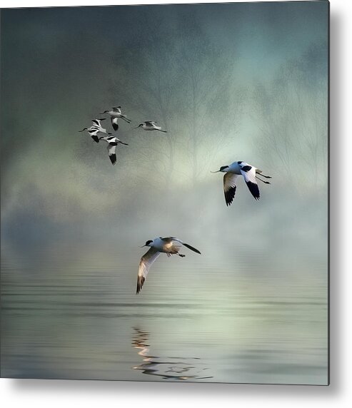 Avocets Metal Print featuring the photograph Avocet Dawn by Brian Tarr