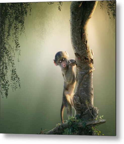 Baboon Metal Print featuring the photograph Baby Baboon in Tree by Johan Swanepoel