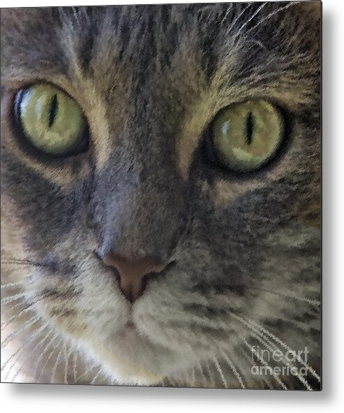 Cat Metal Print featuring the digital art Baby Face by Scott Evers