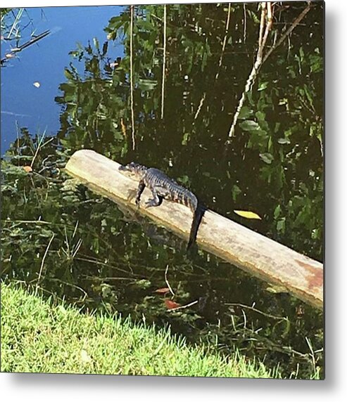 Nps Metal Print featuring the photograph #baby #gator #alligator #bigcypress by Patricia And Craig