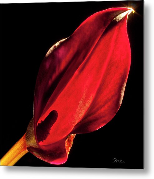 Photograph Metal Print featuring the photograph Back Lit Black Calla Lily by Frederic A Reinecke