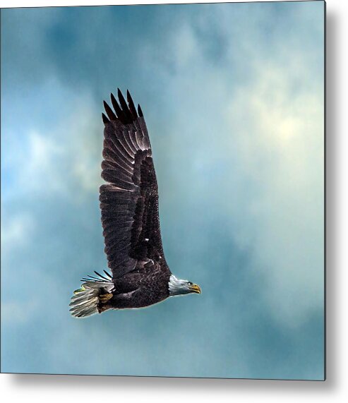 Eagle Metal Print featuring the photograph Bald Eagle Flying Portrait Against Cloudy Sky Closeup by William Bitman