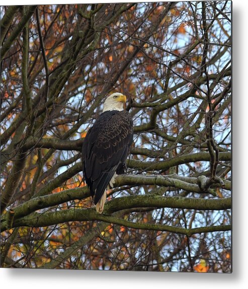 American Bald Eagle Metal Print featuring the photograph Bald Eagle by Gregory Blank