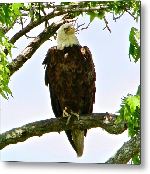 Bald Eagle Metal Print featuring the photograph Bald Eagle with an itch by Shawn M Greener