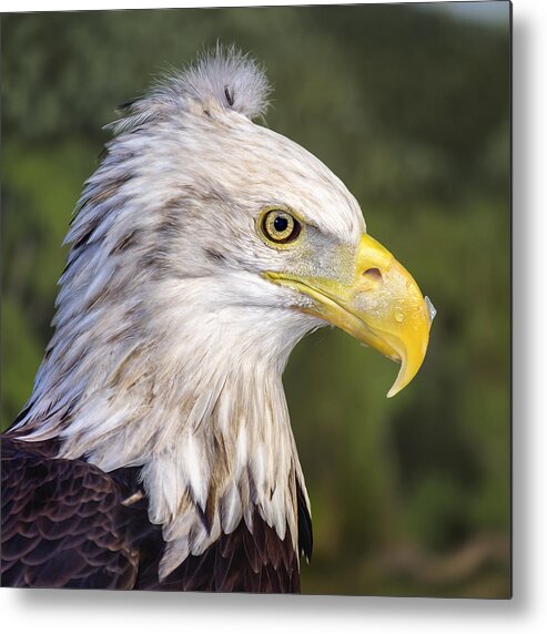 Bald Eagle Metal Print featuring the photograph Baldy Needs A Comb by Bill and Linda Tiepelman