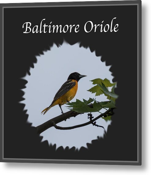 Baltimore Oriole Metal Print featuring the photograph Baltimore Oriole by Holden The Moment