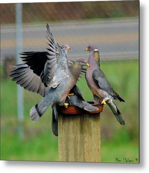 Birds Metal Print featuring the photograph Band-Tailed Pigeons #1 by Ben Upham III