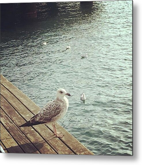 Aroundtheworld Metal Print featuring the photograph Young seagull by Dannise Masiglat