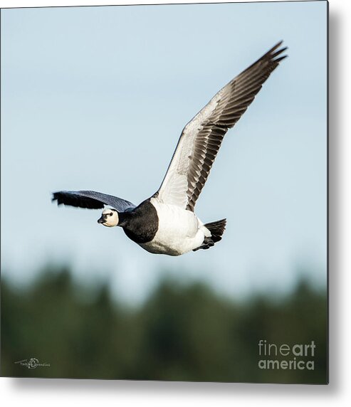 Barnacle Goose Metal Print featuring the photograph Barnacle Goose square by Torbjorn Swenelius