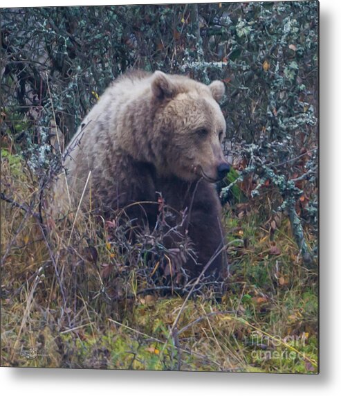 Bear Metal Print featuring the photograph Bear square by Torbjorn Swenelius