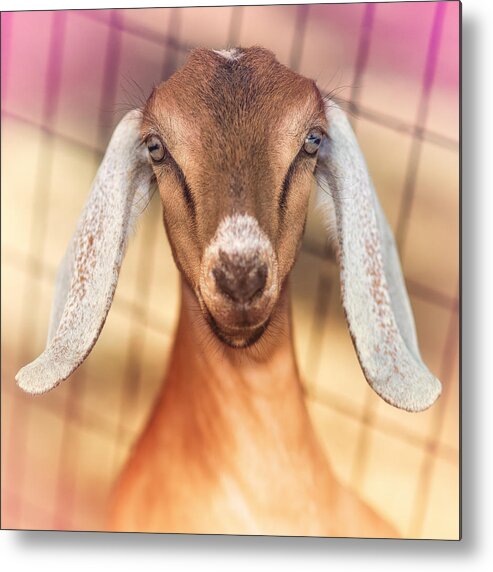 Baby Metal Print featuring the photograph Beautiful Taffy by TC Morgan