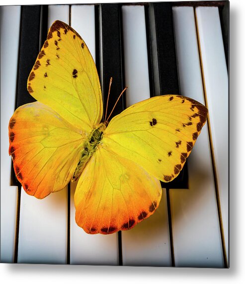 Yellow Metal Print featuring the photograph Beautiful Yellow Butterfly On Keys by Garry Gay