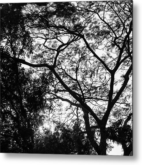  Metal Print featuring the photograph Beauty In The Trees, India by Aleck Cartwright