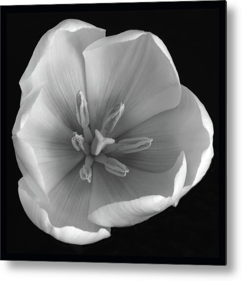 Tulips Metal Print featuring the photograph Beauty Within by Terence Davis