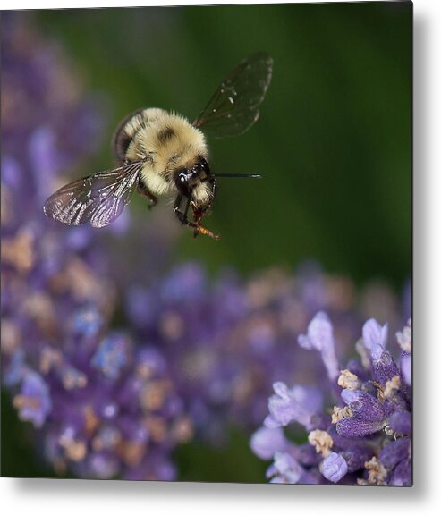 Bumblebee Metal Print featuring the photograph Bee approaches lavender by Len Romanick