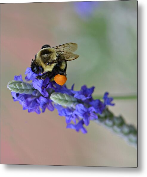 Bumble Bee Metal Print featuring the photograph Bee Grateful by Carolyn Mickulas