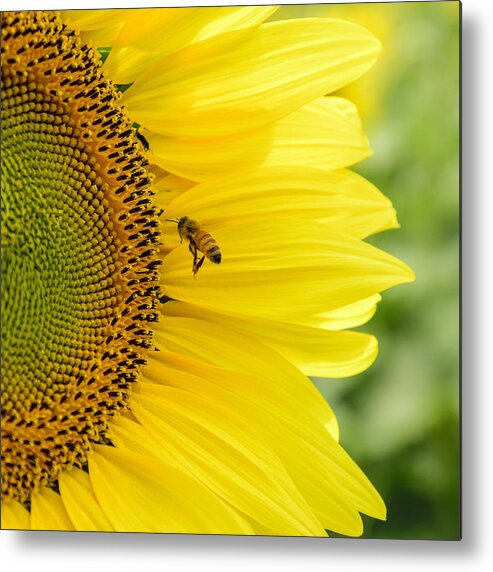 Sunflower Metal Print featuring the photograph Bee Happy by Steve L'Italien