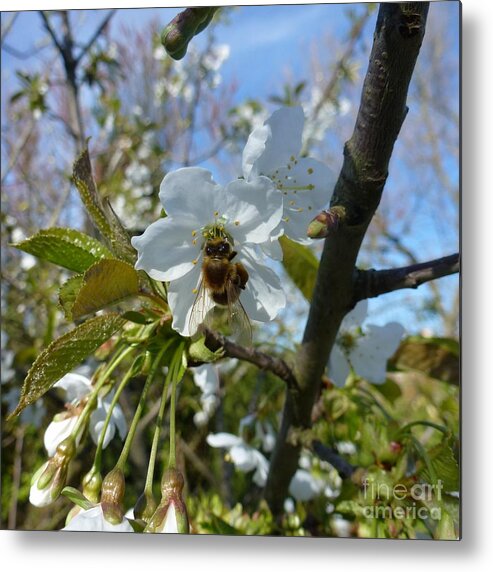 Bee Metal Print featuring the photograph Bee on White Flowers by Jean Bernard Roussilhe