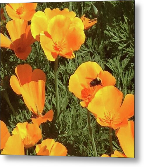 Poppy Metal Print featuring the photograph Bee visits Poppies by Carolyn Donnell