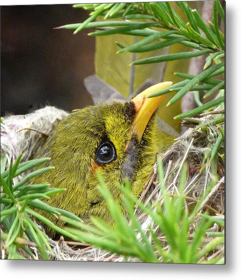 Bell Miner Metal Print featuring the photograph Bell Miner On Nest by Margaret Saheed