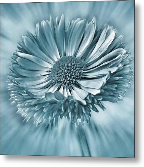 Beautiful Metal Print featuring the photograph Bellis In Cyan 
#flower #flowers by John Edwards