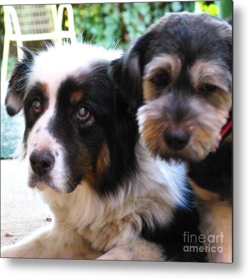 My Pets Metal Print featuring the painting Beloved Pets by Hazel Holland