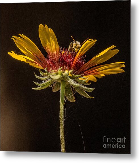 Macro Metal Print featuring the photograph Below the Bee's Knees by Janis Knight