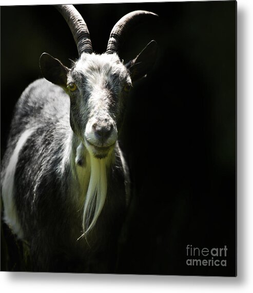 Pygmy Goat Metal Print featuring the photograph Billy by Paul Davenport
