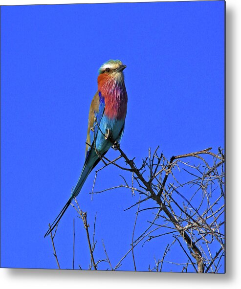 Bird Metal Print featuring the photograph Bird - Lilac-breasted Roller by Richard Krebs