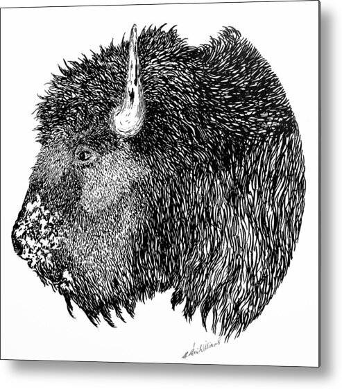 Bison Metal Print featuring the drawing Bison by E Colin Williams ARCA
