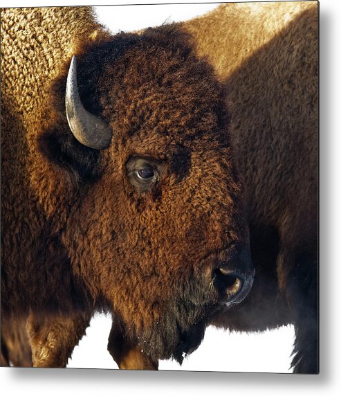 Bison Metal Print featuring the photograph Bison by Ron McGinnis