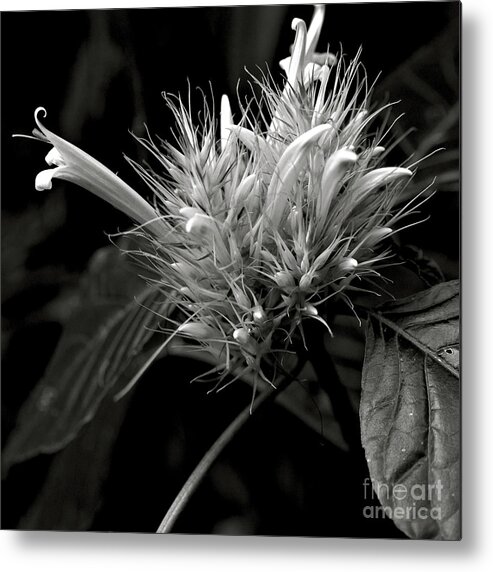 Bizarre Flower Charm Metal Print featuring the photograph Bizarre Flower Charm by Silva Wischeropp