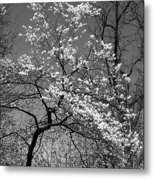 Tree Metal Print featuring the photograph Black and White Blossoms by Phill Doherty