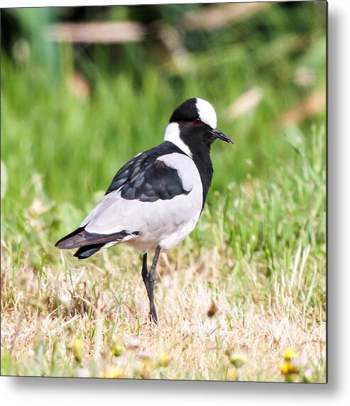Blacksmith Lapwing Metal Print featuring the photograph Blacksmith Lapwing by Dave Whited