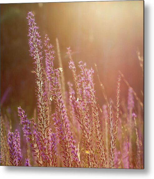 Blazing Star And Bees Metal Print featuring the photograph Blazing Star and Bees by Paul Rebmann